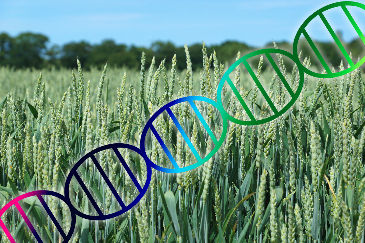 At last, a future for hybrid wheat