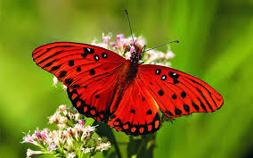 Annual brown-veined butterfly migration has South Africa in a flutter