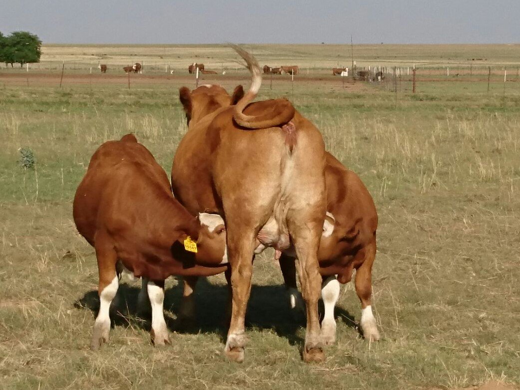 Waarom metaan deur beeste die klimaat anders verwarm as CO 2 van fossielbrandstowwe