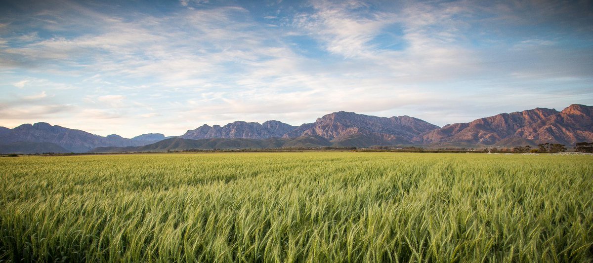Farm murders and rural crime: Unpacking violence, race and statistics- South Africa