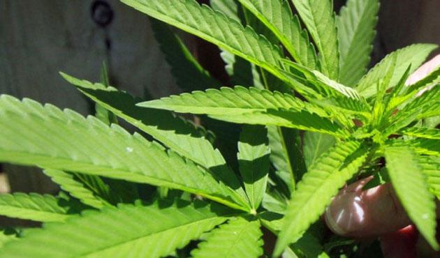 SADC Should Embrace Marijuana Production to Counter Tobacco Ban