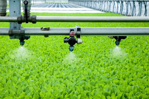 Food for thought: virus reminds us of growing problem  