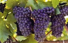 Harvest reflections: How key wine regions view low global production