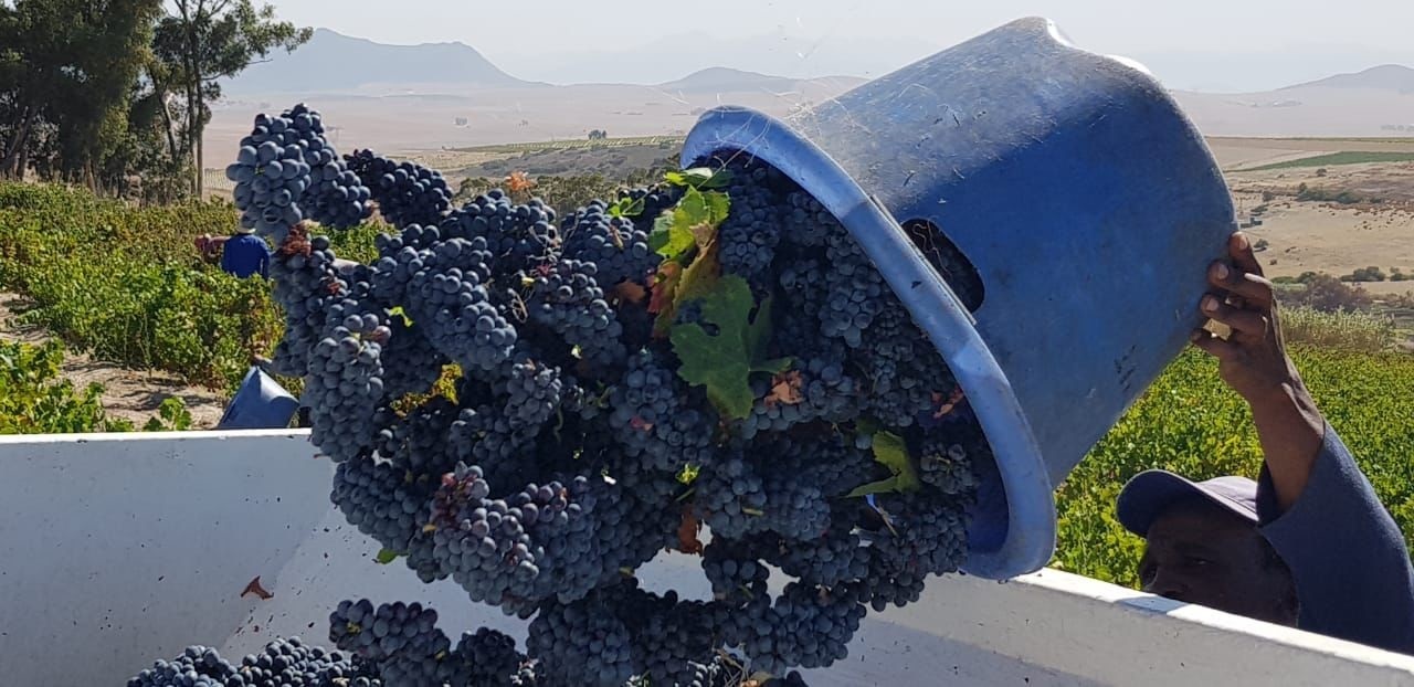 A LATE, LONG HARVEST… GREAT FOR FLAVOUR DEVELOPMENT