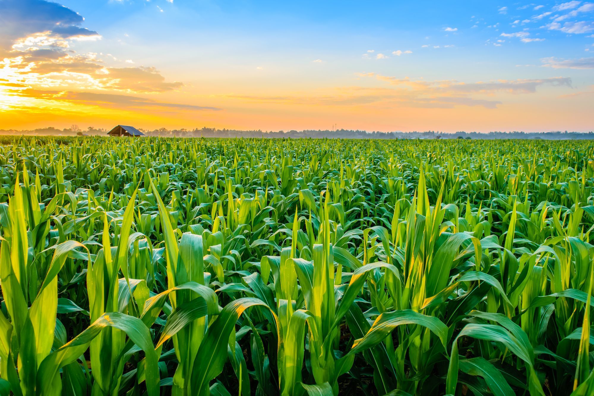 Rising atmospheric CO₂ may benefit maize crops: first experiment in African conditions