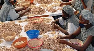 Cashing in on cashews: Africa must add value to its nuts