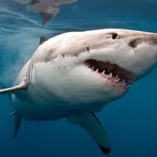 Why great white sharks are disappearing from South Africa’s coastline
