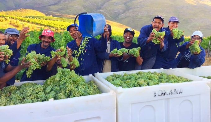 The Journey of a Grape -From vine to pallet to palate - South Africa