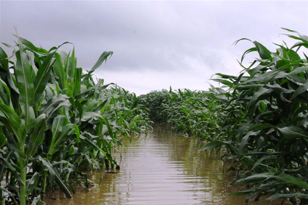 The Impact of High 2022 Summer Rainfall on Grain Production - South Africa