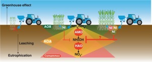 Nitrogen is one of the most important nutrients for plant growth