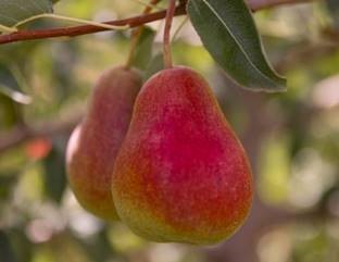 Early yielding and attractive new Cape Blush pear Rosy-Lwazi dazzles export market