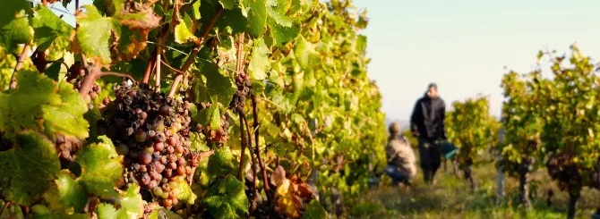 The Science Behind Vertical Shoot Positioning in Vineyards