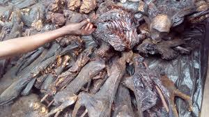 Wild meat is eaten by millions, but puts billions at risk – how to manage the trade