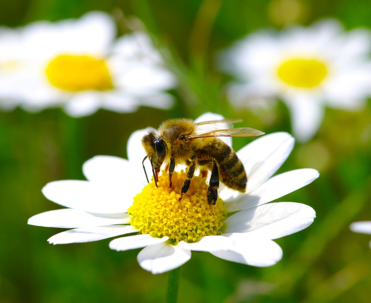 Collectors find plenty of bees but far fewer species than in the 1950s