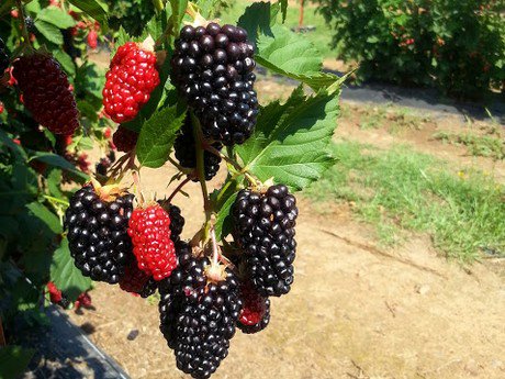 GLOBAL OVERVIEW BLUEBERRIES -September 2021