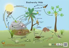Biodiversity is crucial for South Africa’s food security