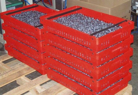 South African blueberry industry aims to compete with Chile and Argentina
