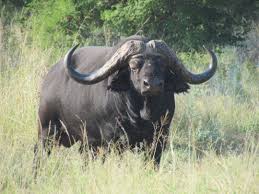 End trophy hunting in South Africa, or we won’t visit your country, say tourists