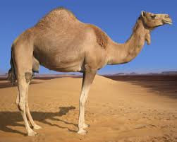 Camel milk is the new milk craze in South Africa –