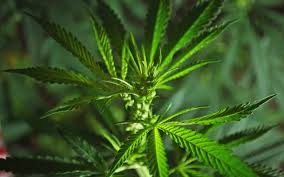 Europe’s booming cannabis industry