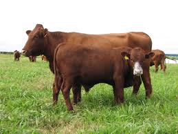 Beesboerdery in Suid Afrika 