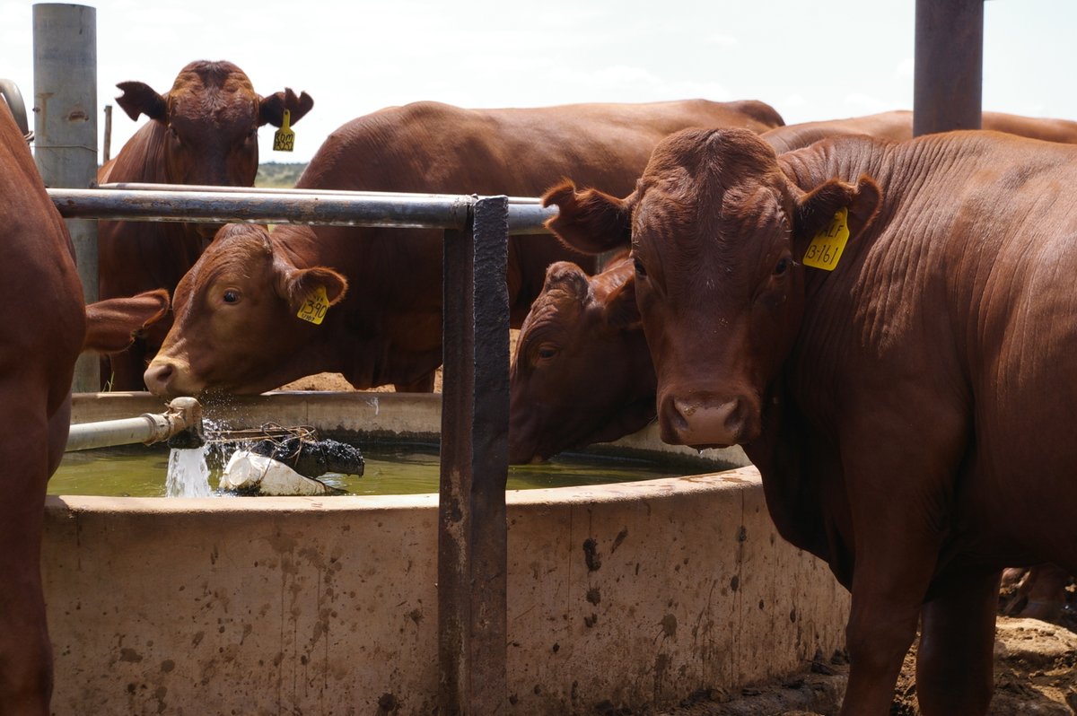 Wat ons in die groot debat oor vee misgekyk het- Suid Afrika