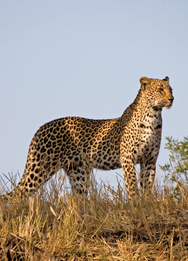 EXTRAORDINARY CHEETAHS OF THE KALAHARI