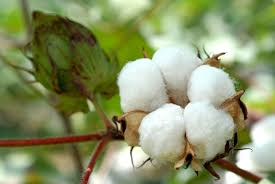 Cotton: a golden opportunity for South Africa?