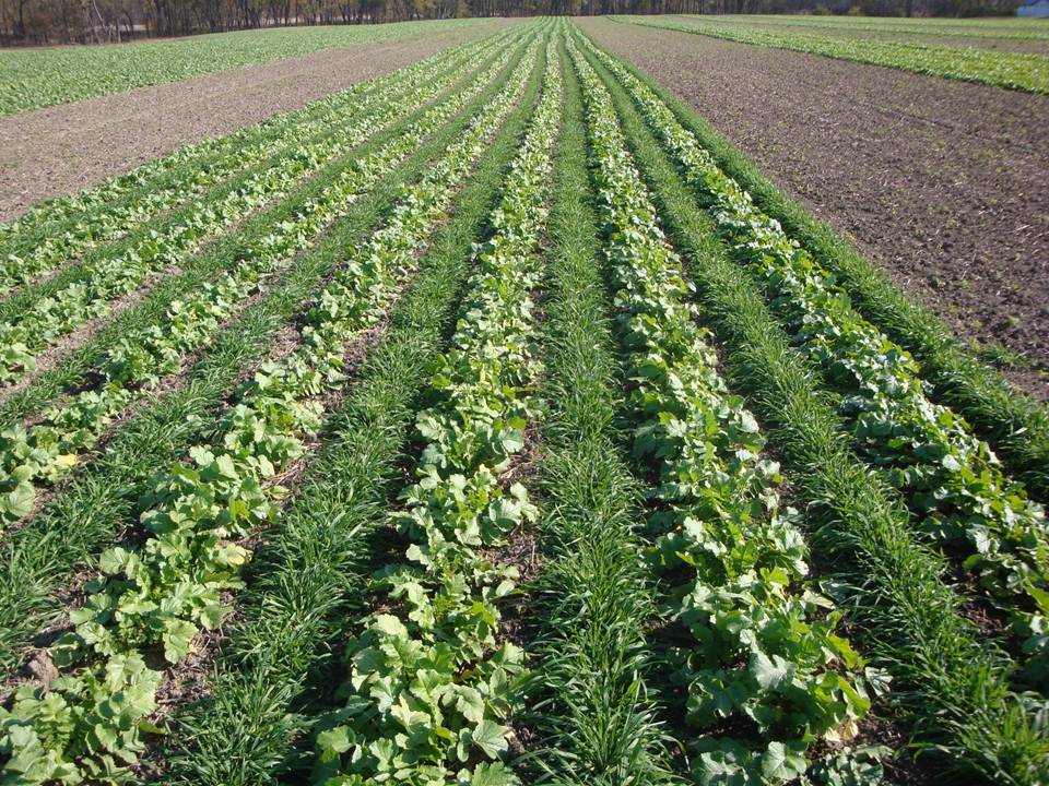 Cover crops more effective than insecticides for managing pests, study suggests