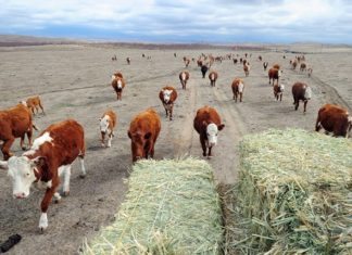 Karoo farmers lose millions due to drought- South Africa 