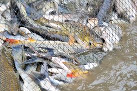 How marine fisheries can add millions of tonnes to Africa’s catch