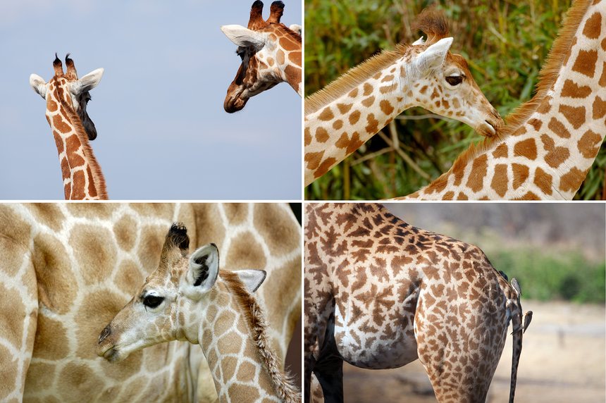 Twiga Tracker – Using modern technology to save the endangered reticulated giraffe