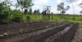 Global agriculture analytics market to grow at a CAGR of 16.2 per cent