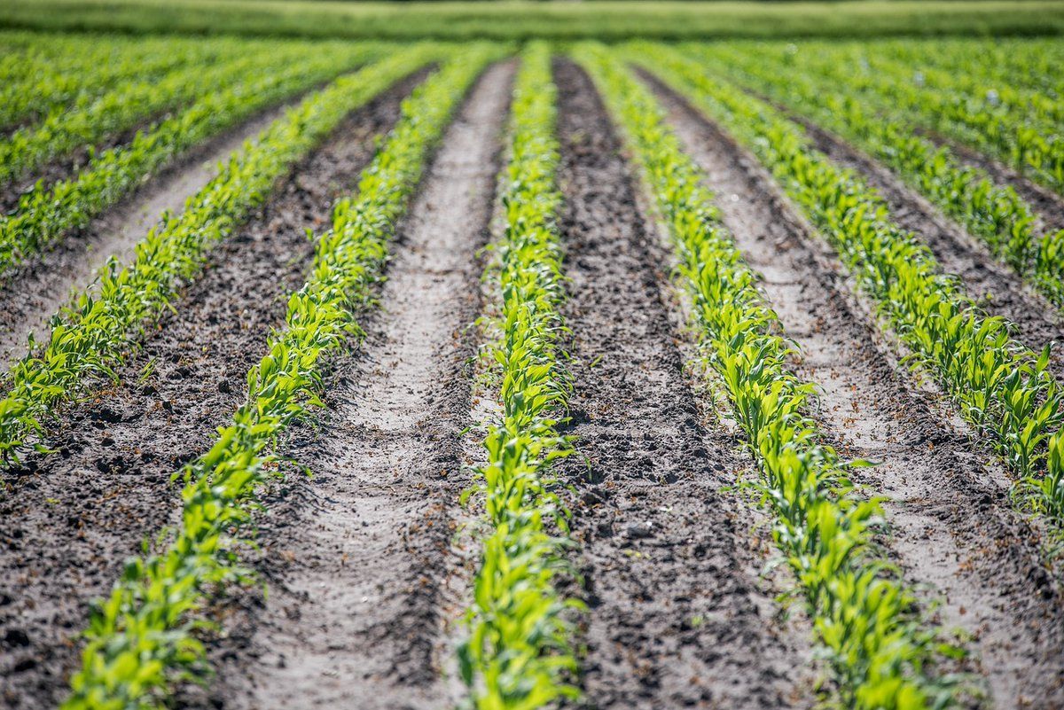 From an eventful yet positive 2020, we look to 2021 with more optimism for South Africa agriculture