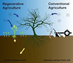 What the heck is regenerative agriculture? The latest climate buzzword, explained