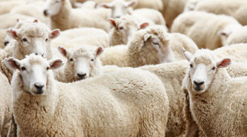 Drought stricken sheep farmers pray for new exporting scheme- Namibia