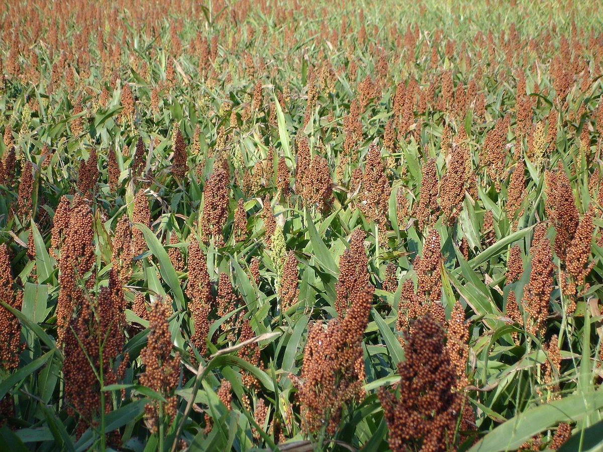Cattle feeders rediscovering sorghum’s benefits