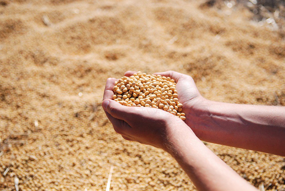 Global soybean market is changing