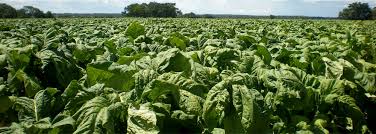 Policies must reflect why Zimbabwe’s small tobacco farmers use trees for firewood