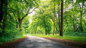 The biggest trees capture the most carbon: Large trees dominate carbon storage in forests