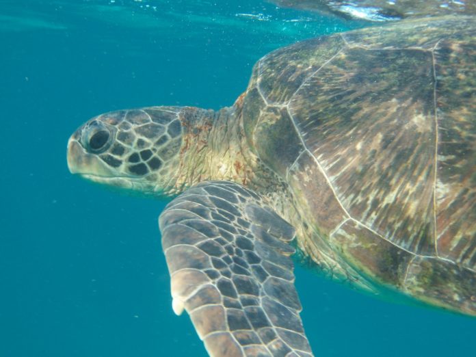 How much plastic is too much plastic for sea turtles? 