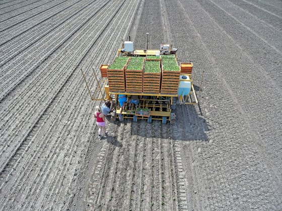 How we deduced that our ancestors liked roast vegetables too