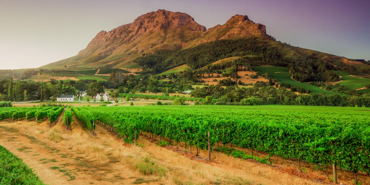 SA wine grape harvest passes halfway mark; promising wines underway