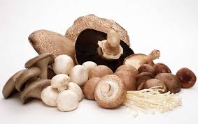 Mushroom farming identified as one agricultural sector