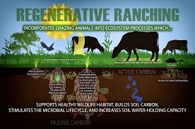 Regenerative ag certification making inroads in US